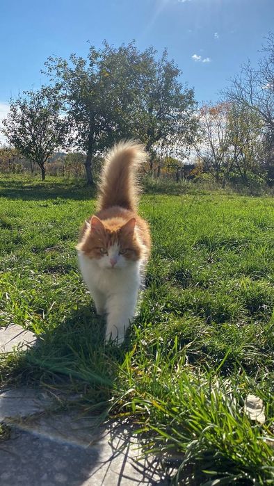 Рижий котик Річі шукає дім