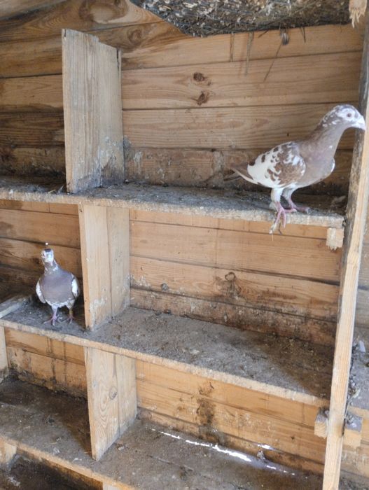 Sprzedam gołębie pocztowe