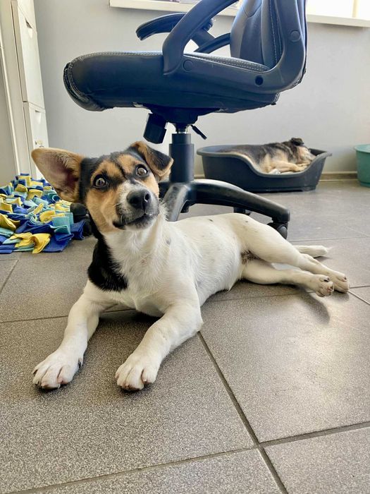 Zizi szczeniak adopcja mix Jack Russell terrier