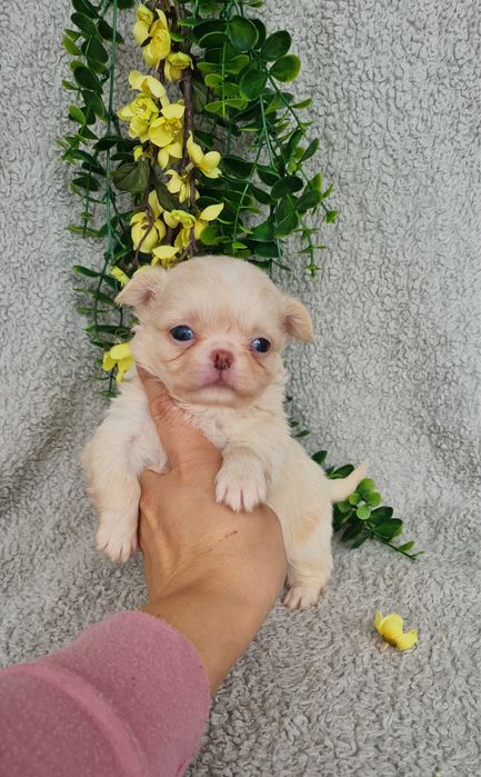 Excecional menina mini pelo longo Chihuahua/Chiuaua LinhagemRussa