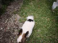 Chihuahua disponível para entrega imediata