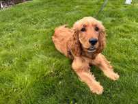 Cocker spaniel złoty suczka, rodowód
