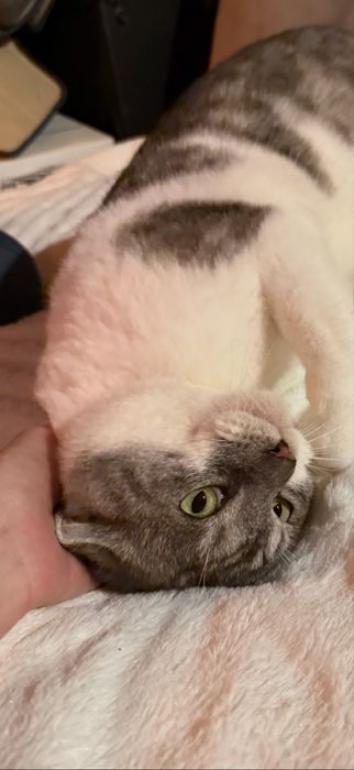 Henio szuka swojego człowieka na zawsze