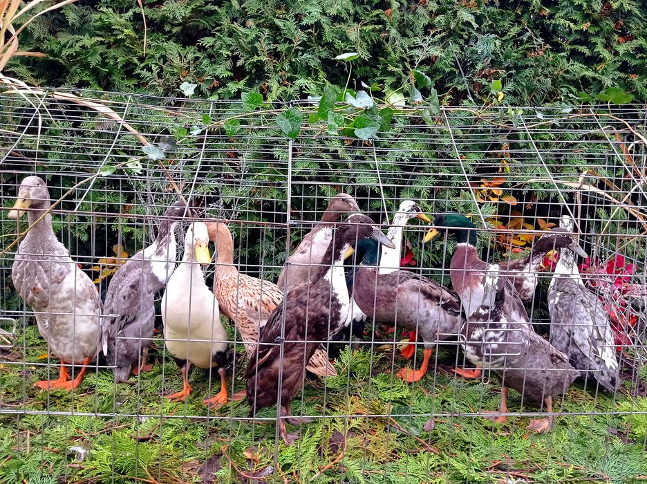 Biegus indyjski, biegusy, kaczki ozdobne, pary