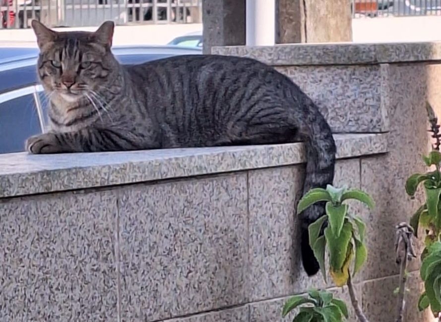 Gato meiguinho castrado para adoção