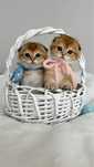 Kotka szkocka złota szynszyla. Scottish fold. Do rezerwacji