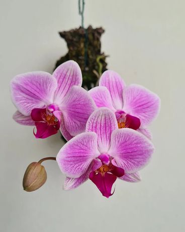 Phalaenopsis - Orquídea montada
