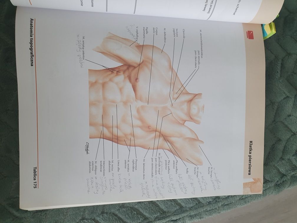 Atlas anatomii człowieka Netter