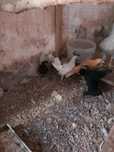 Coquichos de raça pequena