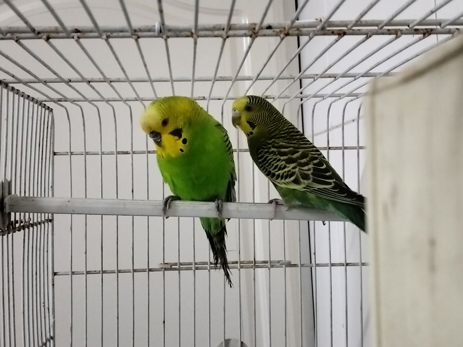Viveiro e aves aceito troca