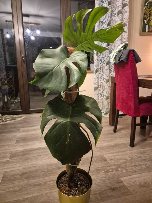 Monstera deliciosa big form