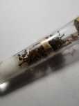 Kolonia myrmica sp. 6Q+150-200