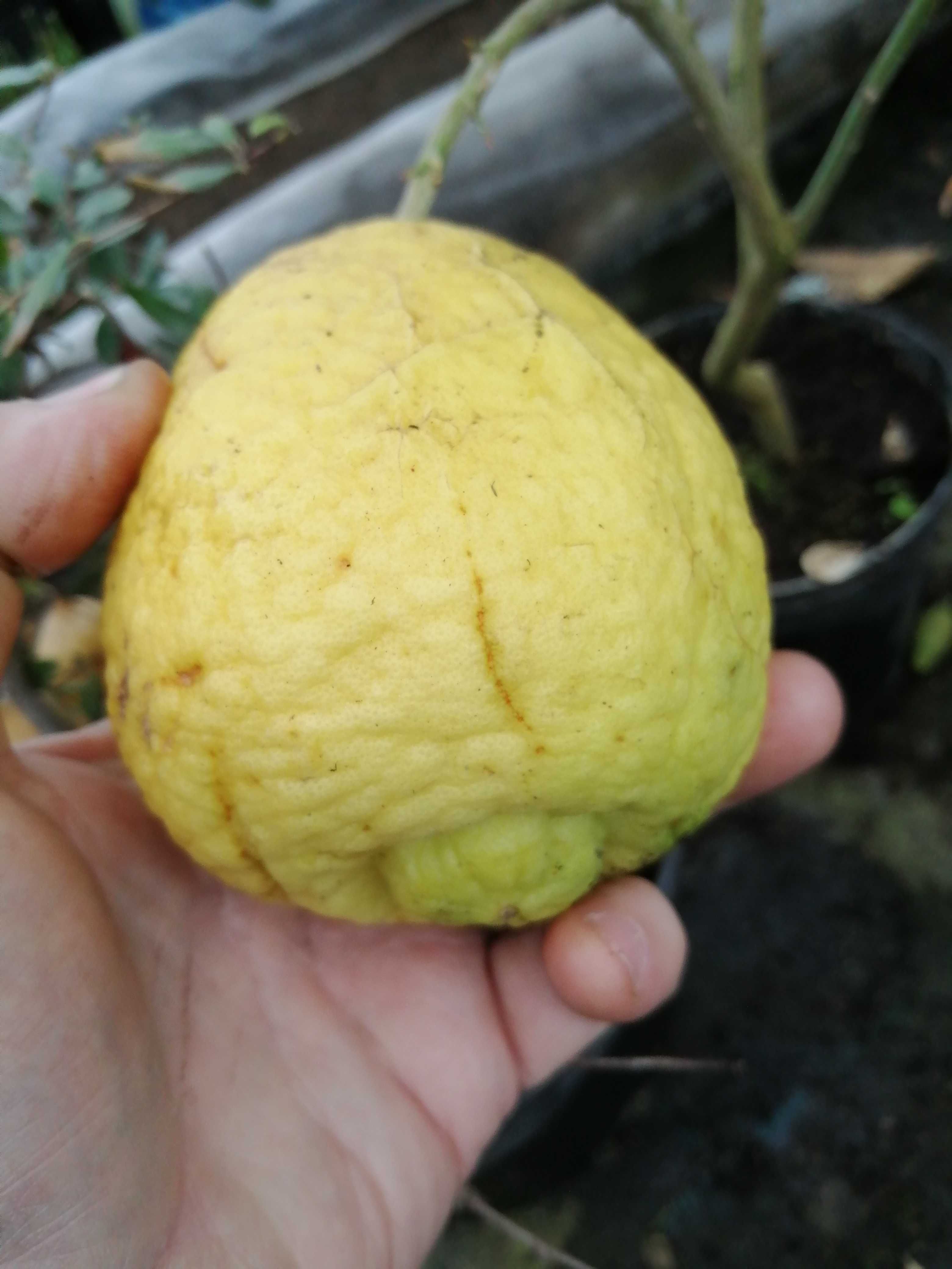 Cytryna owocująca  Citrus Eustis Limequat  Drzewko w doniczce