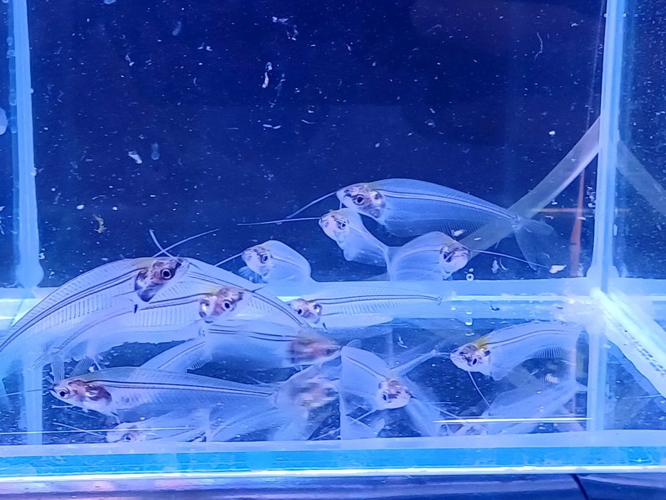 Sum - sumik szklisty