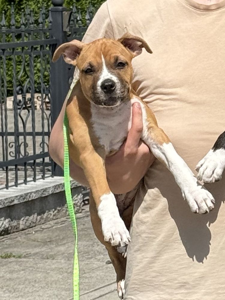 Ast.do odbioru Amstaff.American Staffordshire terrier. Suczka.