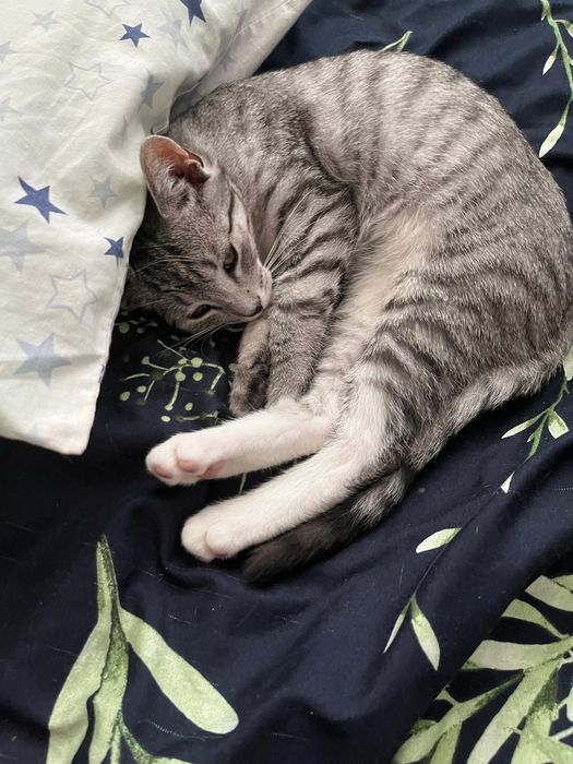 Oddam kotka w dobre ręce