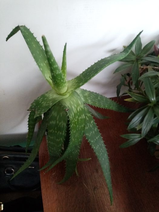 Алоэ - полезное растение