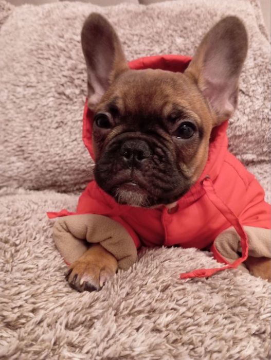 Цуценята французького бульдога шукають родину!