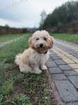 Ostatni Piesek Szczeniak Maltipoo F1b gotowy do odbioru * zachipowany