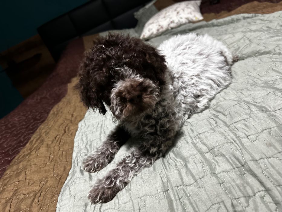 Lagotto Romagnolo chłopiec
