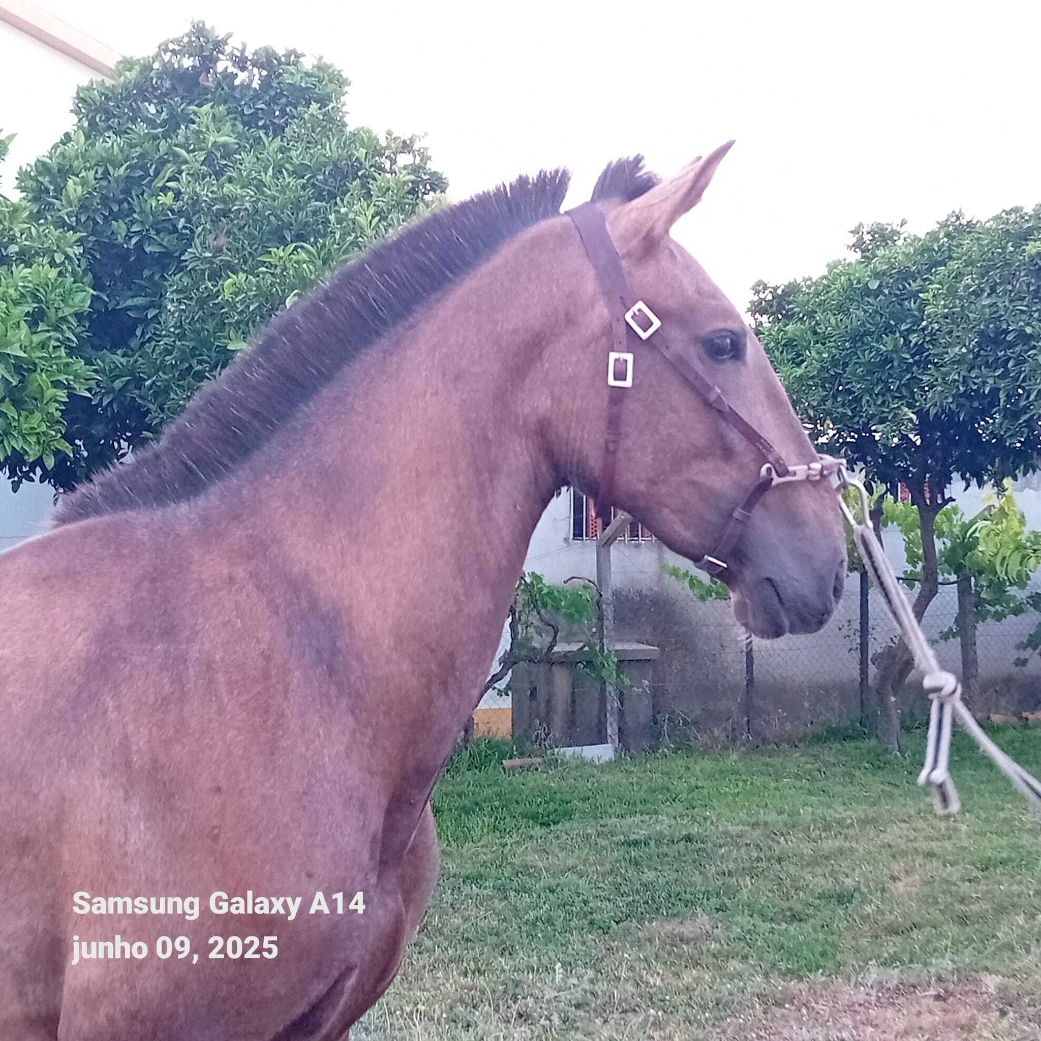 Vendo poldro lusitano puro