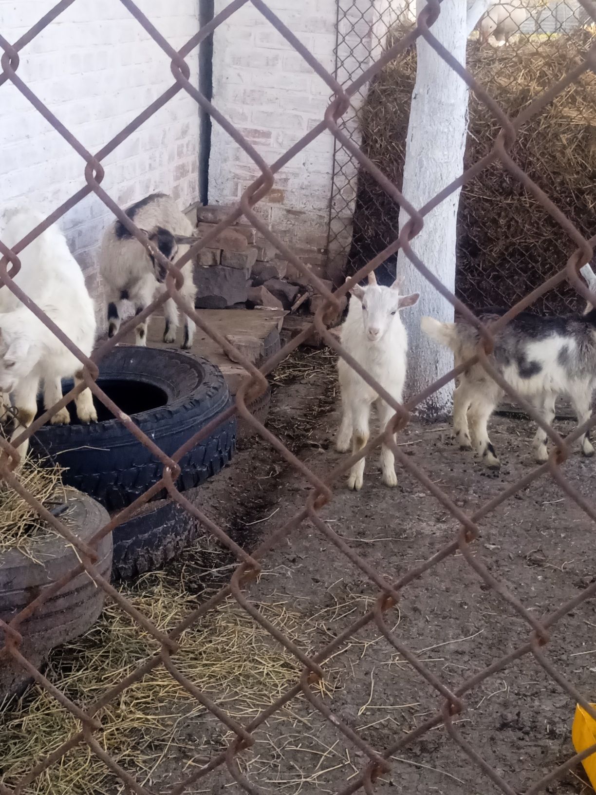 Продам 2 місячні козенята.3козички, 1цапик.