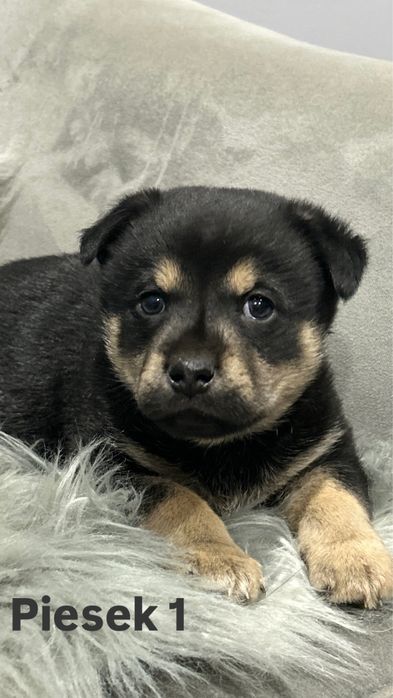 Szczeniaki, kundelki, sriednie pieski