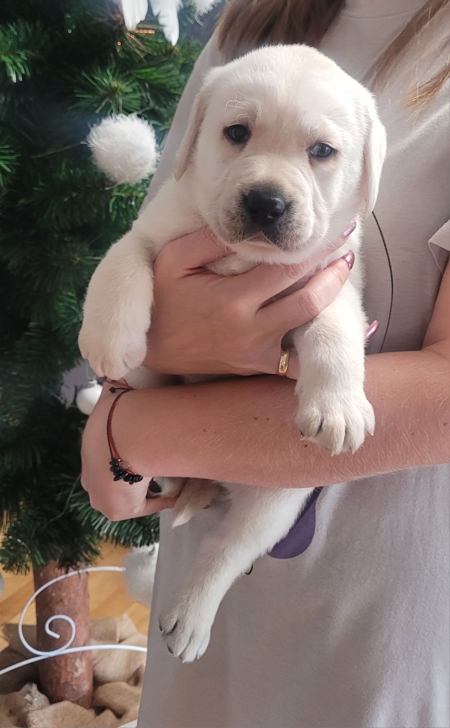 Labrador retriever RODZICE  FCI