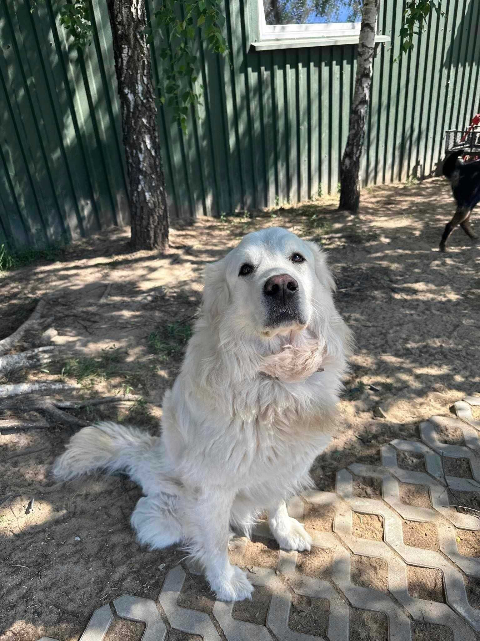 LEOŚ – dostojny, lojalny podhalan, po przejściach