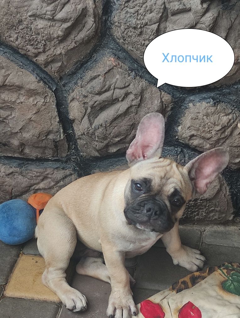 Французький бульдог