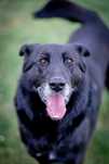 Baron do adopcji