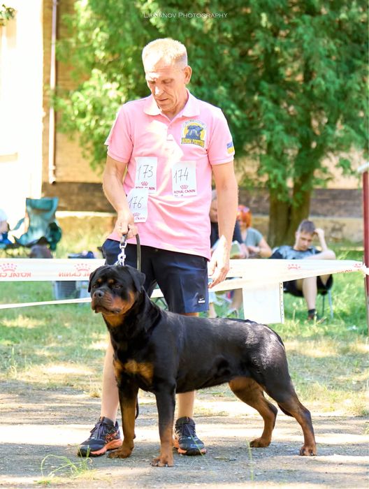 Цуценята ротвейлера від ТОП батьків