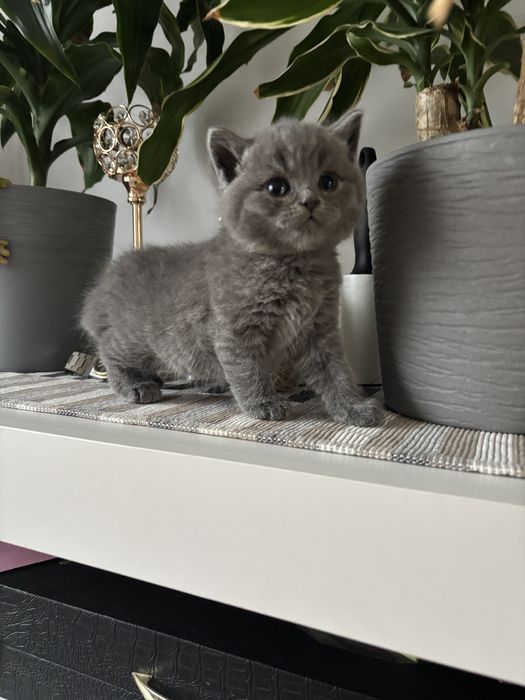 Śliczny kotek Bruno