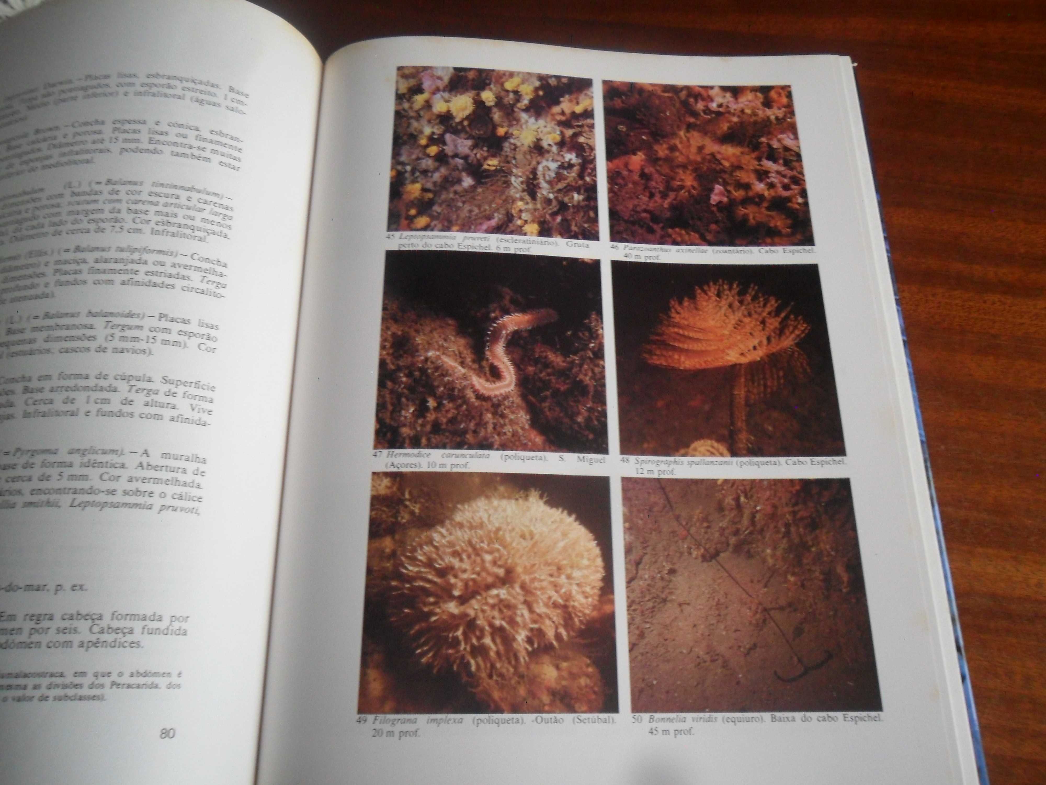 "Fauna Submarina Atlântica" de Luiz Saldanha - 1ª Edição s/d (1976)?