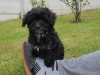 Maltipoo piesek dla całej rodziny