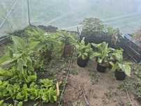 Funkia  /  Hosta