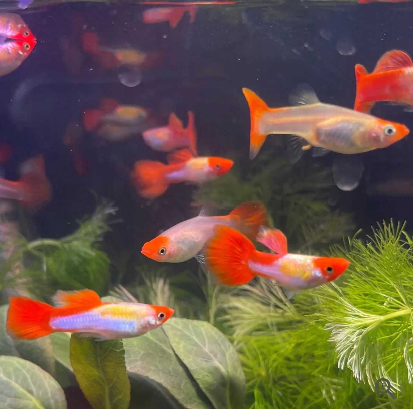 Rybki do akwarium - Gupik Tuxedo Golden Koi