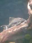 Panaque nigrolineatus L330 laurafabianae  XXL Zbrojnik / glonojad/drew
