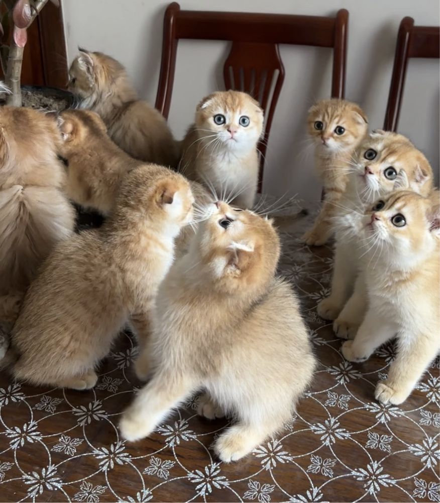 Шотландські котятка хлопчики та дівчатка