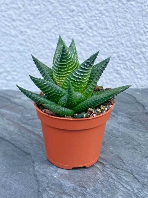 Сукулент Хавортія Ліміфолія (Haworthia limifolia) (472)