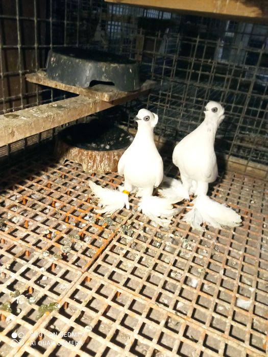 Winery, winerki, gołębie ozdobne