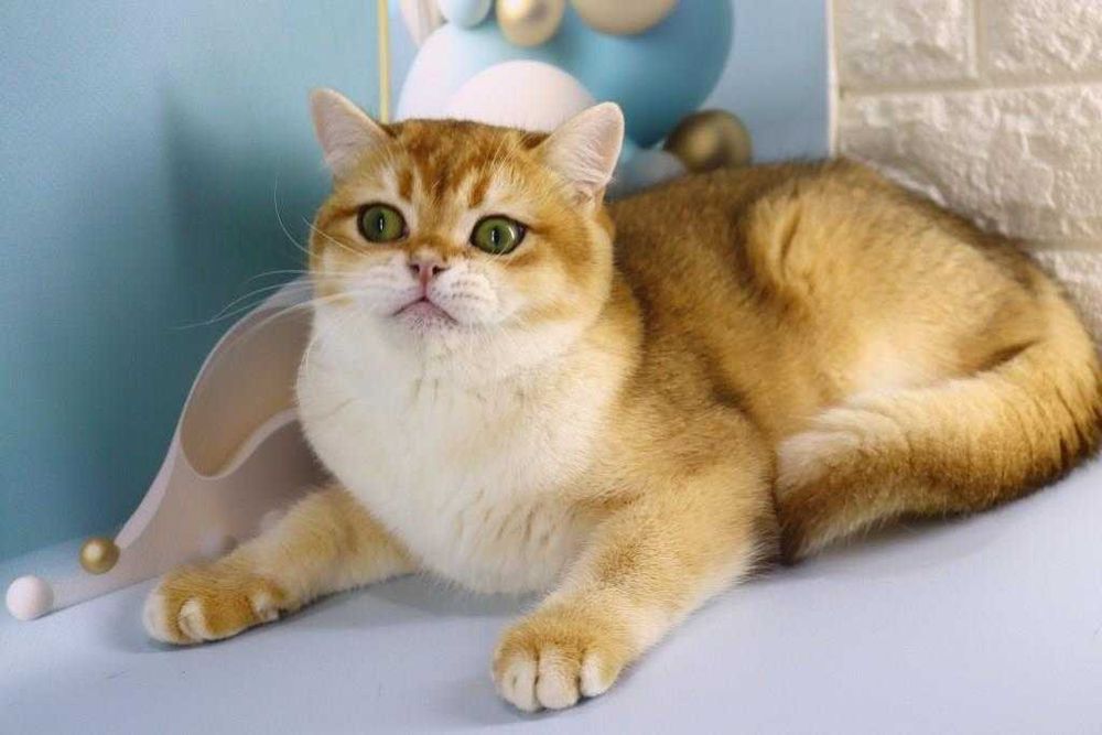 Очень красивый и яркий золотой парнишка с зелёными глазками