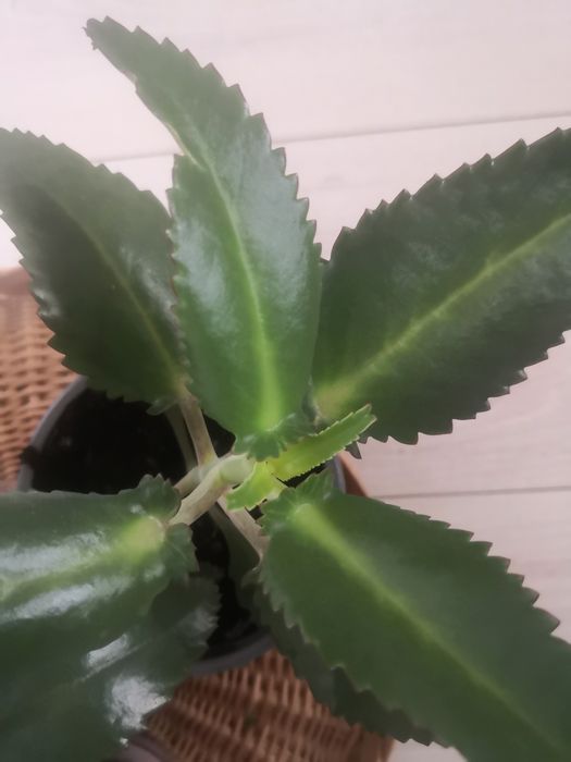 Kwiat żyworódka sadzonki większe