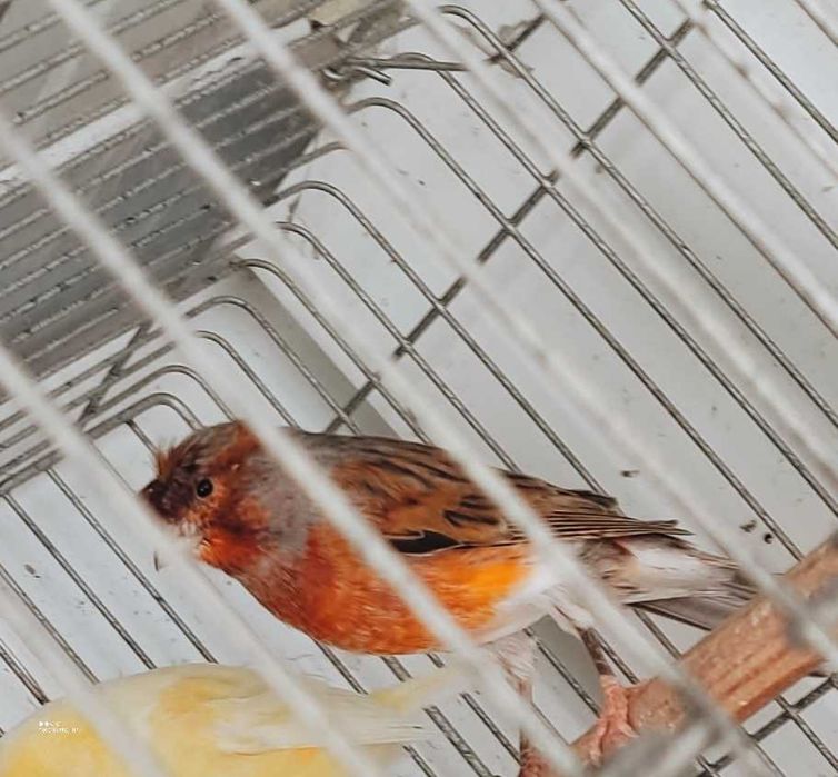 Arlequim português macho