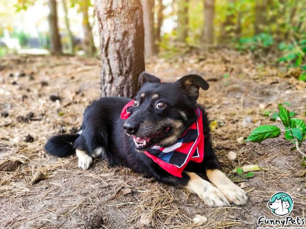 Pomożesz przezwyciężyć lęki Suzi? Adoptujesz?