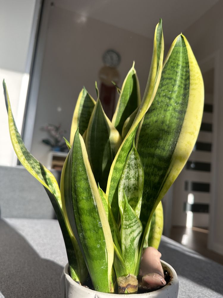 Sansevieria gwinejska