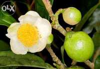 Sementes chá verde dos açores Camellia sinensis 10 Semente Portes Grat