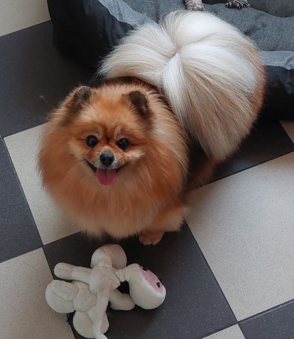 Szpic miniaturowy sunia