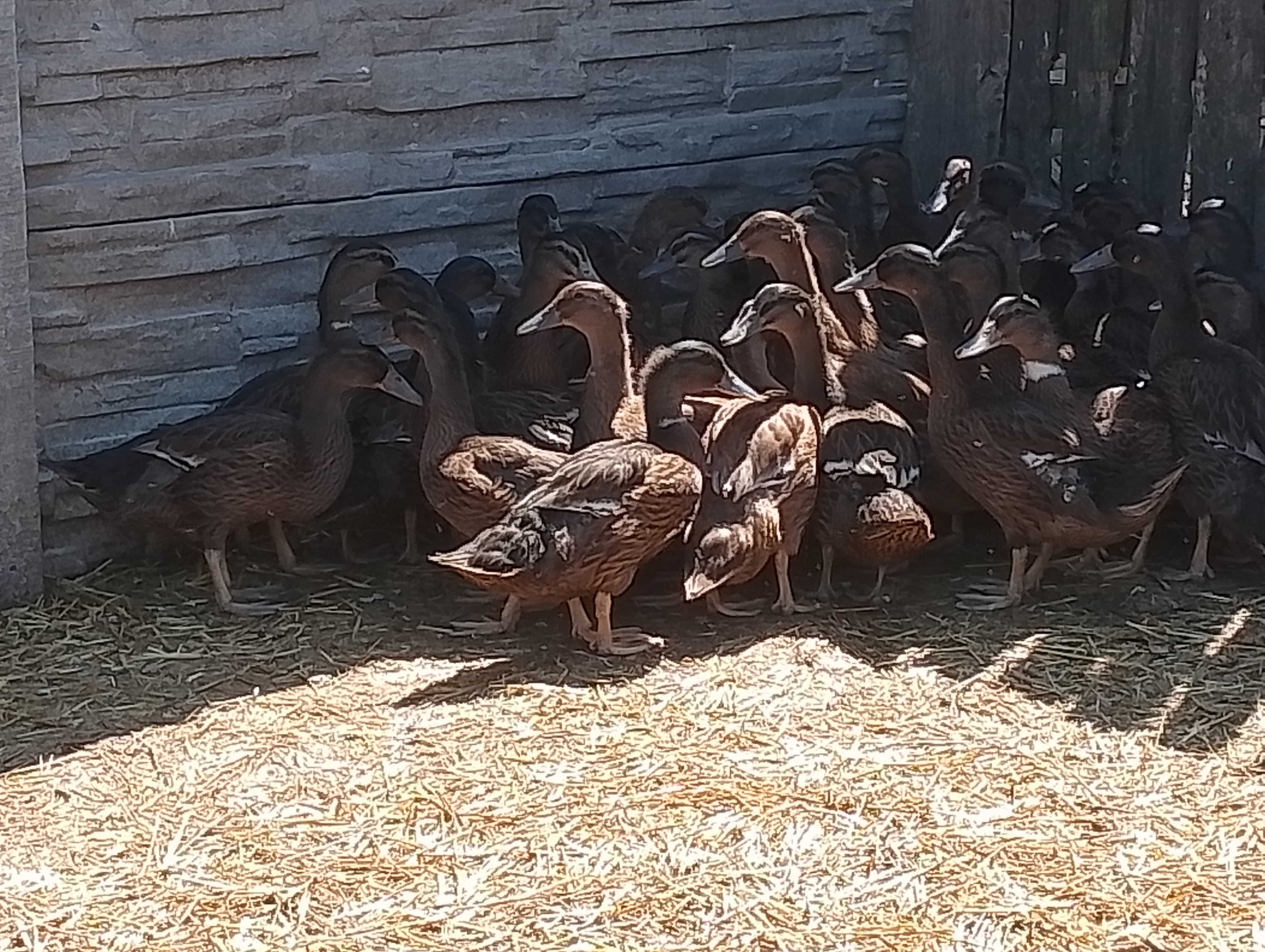 Kaczki staropolskie