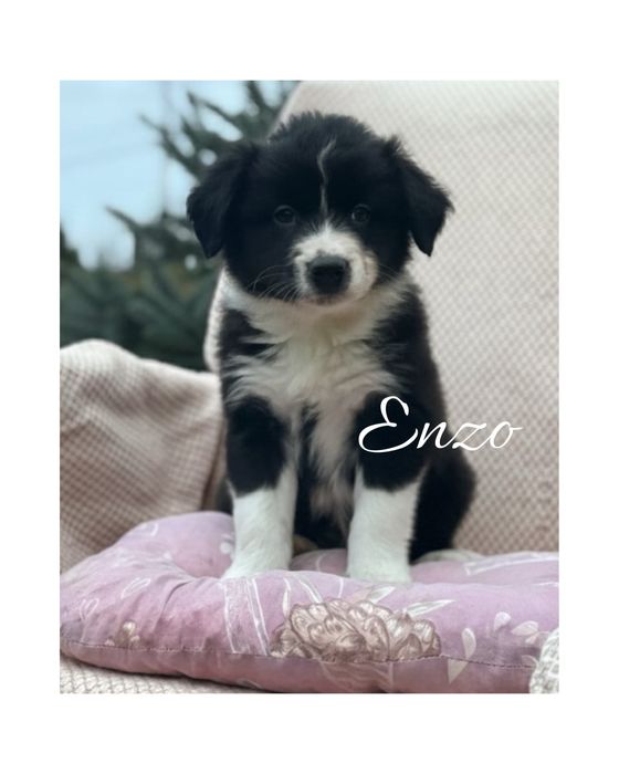 Szczeniak border collie czarno-biały (z bad. gen. i rodowodem)